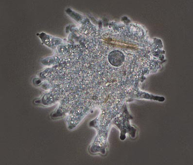 is ameba a multicellular organism