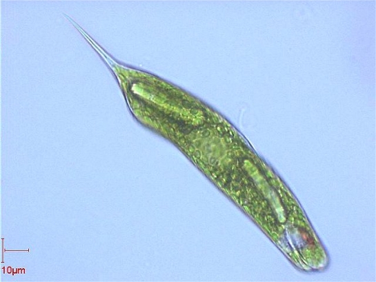 oculare di euglena