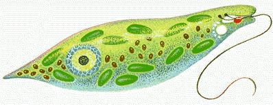 oculare di euglena